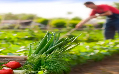 Siembra de Verduras de Temporada en Abril y Protección con Mallas Agrotextiles